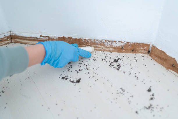 Best Affordable Pest Control Services  in Kentland, IN